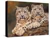 snow leopards-David Stribbling-Stretched Canvas