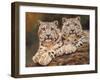 snow leopards-David Stribbling-Framed Art Print