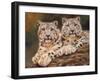 snow leopards-David Stribbling-Framed Art Print