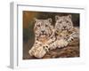 snow leopards-David Stribbling-Framed Art Print