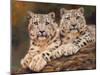 snow leopards-David Stribbling-Mounted Art Print