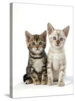 Snow Marble and Brown Marble Blue-Eyed Bengal-null-Stretched Canvas