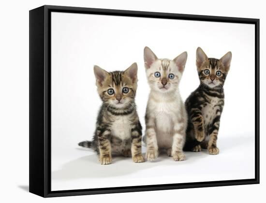Snow Marble and Brown Marble Blue-Eyed Bengal-null-Framed Stretched Canvas