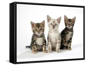 Snow Marble and Brown Marble Blue-Eyed Bengal-null-Framed Stretched Canvas