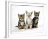 Snow Marble and Brown Marble Blue-Eyed Bengal-null-Framed Photographic Print
