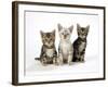 Snow Marble and Brown Marble Blue-Eyed Bengal-null-Framed Photographic Print