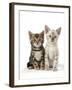 Snow Marble and Brown Marble Blue-Eyed Bengal-null-Framed Photographic Print