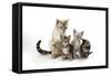 Snow Marble Blue-Eyed Bengal and Kitten and Brown-null-Framed Stretched Canvas