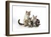 Snow Marble Blue-Eyed Bengal and Kitten and Brown-null-Framed Photographic Print