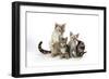 Snow Marble Blue-Eyed Bengal and Kitten and Brown-null-Framed Photographic Print