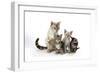 Snow Marble Blue-Eyed Bengal and Kitten and Brown-null-Framed Photographic Print