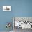Snow Marble Blue-Eyed Bengal and Kitten and Brown-null-Mounted Photographic Print displayed on a wall