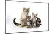 Snow Marble Blue-Eyed Bengal and Kitten and Brown-null-Mounted Photographic Print