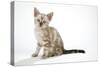 Snow Marble Blue-Eyed Bengal Kitten, 6 Weeks Old-null-Stretched Canvas