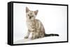 Snow Marble Blue-Eyed Bengal Kitten, 6 Weeks Old-null-Framed Stretched Canvas