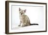 Snow Marble Blue-Eyed Bengal Kitten, 6 Weeks Old-null-Framed Photographic Print