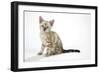 Snow Marble Blue-Eyed Bengal Kitten, 6 Weeks Old-null-Framed Photographic Print