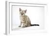 Snow Marble Blue-Eyed Bengal Kitten, 6 Weeks Old-null-Framed Photographic Print