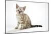 Snow Marble Blue-Eyed Bengal Kitten, 6 Weeks Old-null-Mounted Photographic Print