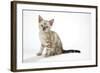 Snow Marble Blue-Eyed Bengal Kitten, 6 Weeks Old-null-Framed Photographic Print