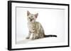 Snow Marble Blue-Eyed Bengal Kitten, 6 Weeks Old-null-Framed Photographic Print