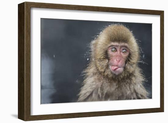 Snow Money, Tongue Out-Takeshi Marumoto-Framed Giclee Print