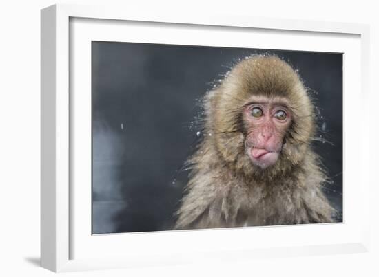 Snow Money, Tongue Out-Takeshi Marumoto-Framed Giclee Print