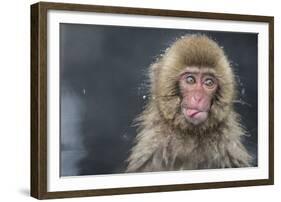 Snow Money, Tongue Out-Takeshi Marumoto-Framed Giclee Print