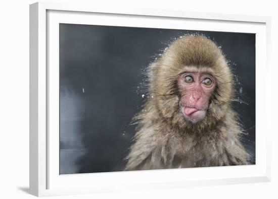 Snow Money, Tongue Out-Takeshi Marumoto-Framed Giclee Print