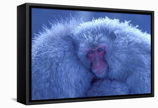 Snow Monkey Huddling for Warmth-null-Framed Stretched Canvas