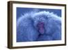 Snow Monkey Huddling for Warmth-null-Framed Photographic Print