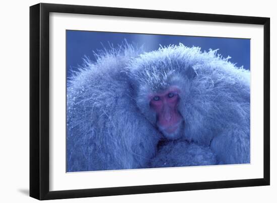 Snow Monkey Huddling for Warmth-null-Framed Photographic Print