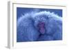 Snow Monkey Huddling for Warmth-null-Framed Photographic Print