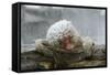 Snow Monkey in Snow Storm-null-Framed Stretched Canvas
