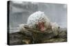 Snow Monkey in Snow Storm-null-Stretched Canvas