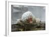 Snow Monkey in Snow Storm-null-Framed Photographic Print