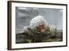 Snow Monkey in Snow Storm-null-Framed Photographic Print