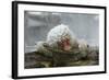 Snow Monkey in Snow Storm-null-Framed Photographic Print