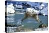 Snow Monkey Jumping across Stream-null-Stretched Canvas