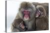 Snow Monkey (Macaca Fuscata) Group with Baby Cuddling Together in the Cold, Kingussie-Ann & Steve Toon-Stretched Canvas