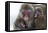 Snow Monkey (Macaca Fuscata) Group with Baby Cuddling Together in the Cold, Kingussie-Ann & Steve Toon-Framed Stretched Canvas