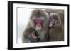 Snow Monkey (Macaca Fuscata) Group with Baby Cuddling Together in the Cold, Kingussie-Ann & Steve Toon-Framed Photographic Print