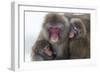 Snow Monkey (Macaca Fuscata) Group with Baby Cuddling Together in the Cold, Kingussie-Ann & Steve Toon-Framed Photographic Print