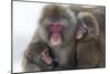 Snow Monkey (Macaca Fuscata) Group with Baby Cuddling Together in the Cold, Kingussie-Ann & Steve Toon-Mounted Photographic Print