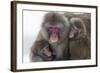 Snow Monkey (Macaca Fuscata) Group with Baby Cuddling Together in the Cold, Kingussie-Ann & Steve Toon-Framed Photographic Print