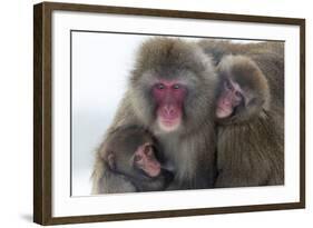 Snow Monkey (Macaca Fuscata) Group with Baby Cuddling Together in the Cold, Kingussie-Ann & Steve Toon-Framed Photographic Print