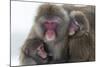 Snow Monkey (Macaca Fuscata) Group with Baby Cuddling Together in the Cold, Kingussie-Ann & Steve Toon-Mounted Photographic Print