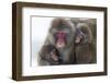 Snow Monkey (Macaca Fuscata) Group with Baby Cuddling Together in the Cold, Kingussie-Ann & Steve Toon-Framed Photographic Print