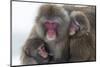 Snow Monkey (Macaca Fuscata) Group with Baby Cuddling Together in the Cold, Kingussie-Ann & Steve Toon-Mounted Photographic Print