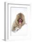 Snow Monkey (Macaca Fuscata) in Snow, Nagano, Japan, February-Danny Green-Framed Photographic Print